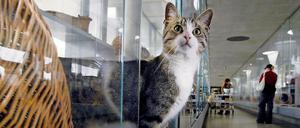 Katze im Katzenhaus im Tierheim Berlin.
