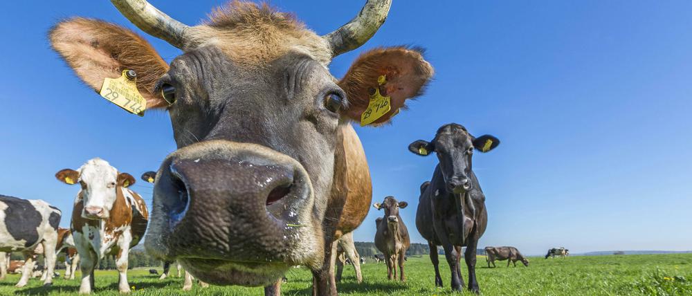 Du bist, was du isst. Die Knochen für die Brox-Brühe kommen von zertifizierten Bio-Rindern der Rassen Aubrac, Limousine und Fleckvieh.