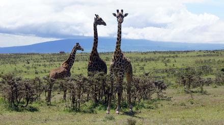 Giraffen stehen im Lake Manyara Nationalpark in Tansania.