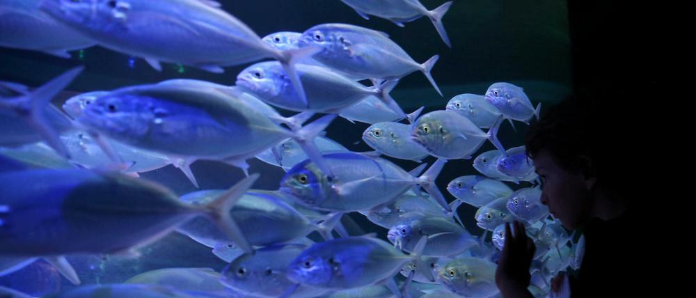 „Fische gehören nicht in eine Konzertbar“, sagt eine Peta-Expertin. Unser Autor sieht das auch so.