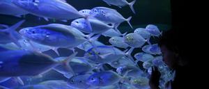  „Fische gehören nicht in eine Konzertbar“, sagt eine Peta-Expertin. Unser Autor sieht das auch so.
