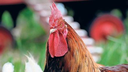 Ab in den Topf? Dem stolzen Hahn wird das Existenzrecht nicht nur von „lärmempfindlichen“ Nachbarn streitig gemacht. Es droht auch die Ansteckung mit dem hoch gefährlichen H5N8-Erreger, der bei Wildvögeln bereits zu einer Pandemie geführt hat.