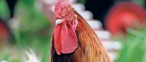Ab in den Topf? Dem stolzen Hahn wird das Existenzrecht nicht nur von „lärmempfindlichen“ Nachbarn streitig gemacht. Es droht auch die Ansteckung mit dem hoch gefährlichen H5N8-Erreger, der bei Wildvögeln bereits zu einer Pandemie geführt hat.