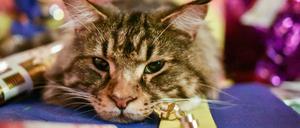 In Berlin will die rot-rot-grüne Regierung nun die Katzenkastrationspflicht einführen.