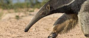 Der richtige Riecher. Ameisenbären verlassen sich hauptsächlich auf ihren Geruchssinn.