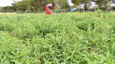 Stevia-Plantagen gibt es weltweit, wie hier in Kenia. Nur im Ursprungsgebiet in Paraguay ist die Pflanze kaum noch zu finden.