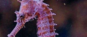 Bizarr. Fast könnte man meinen, es handele sich bei den Seepferdchen (hier: Barbours Seepferd) um Unterwasser-Fabelwesen.