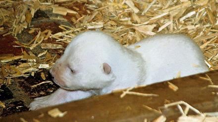 Das Eisbären-Baby in einer Wurfbox im Tierpark Berlin. 