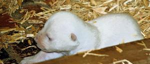 Das Eisbären-Baby in einer Wurfbox im Tierpark Berlin.
