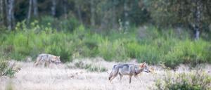 Zwei Wolfswelpen streifen durch die Kernzone der Döberitzer Heide. In der Döberitzer Heide hat sich ein Rudel Wölfe angesiedelt. Zurzeit leben hier zwei Alttiere mit vier Welpen. +++ dpa-Bildfunk +++