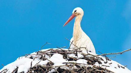 Schneeweißstorch. 