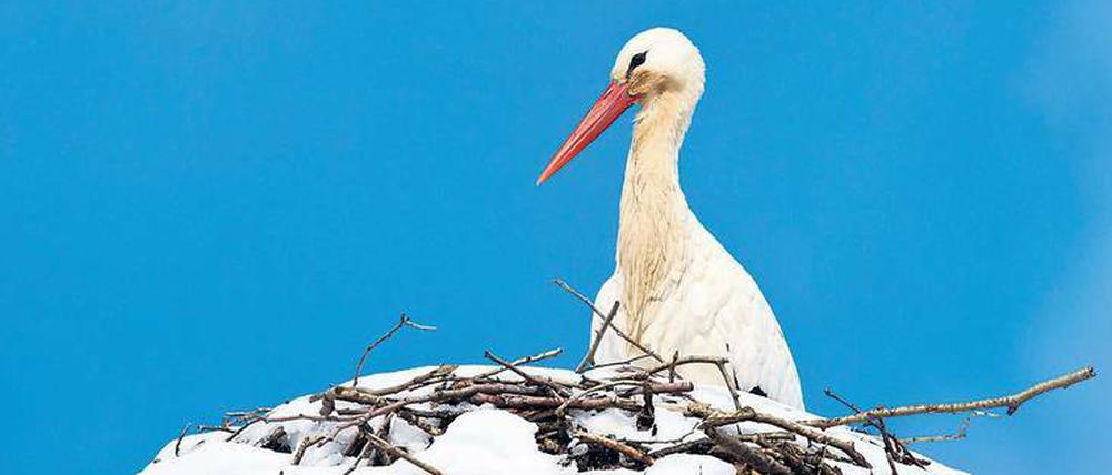 Schneeweißstorch.