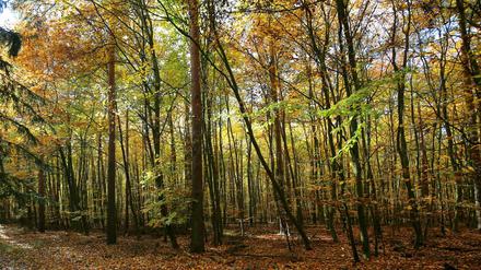 Aus dem Gröbsten raus: Ein Waldstück in Köpenick. 