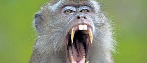 Gut gebrüllt. Makaken fehlt die neuronale Steuerung für Sprache.