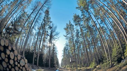 Schneise im Wald. Schon ein Forstweg stört das natürliche Gleichgewicht.