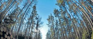 Schneise im Wald. Schon ein Forstweg stört das natürliche Gleichgewicht.