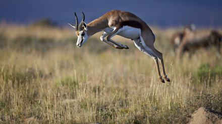 Will ein Springbock die Herde vor einem Feind warnen, springt er mit steifen Beinen und gekrümmten Rücken empor.
