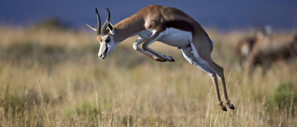 Will ein Springbock die Herde vor einem Feind warnen, springt er mit steifen Beinen und gekrümmten Rücken empor.