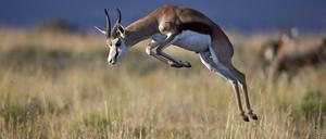 Will ein Springbock die Herde vor einem Feind warnen, springt er mit steifen Beinen und gekrümmten Rücken empor.