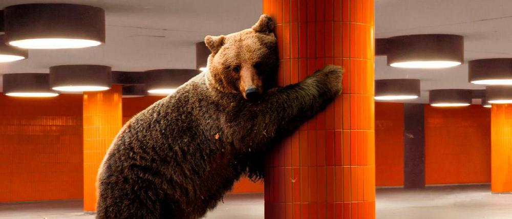 Schon letztes Jahr fuhr der Berlinale-Bär U-Bahn, diesmal putzt er sich erstmal.