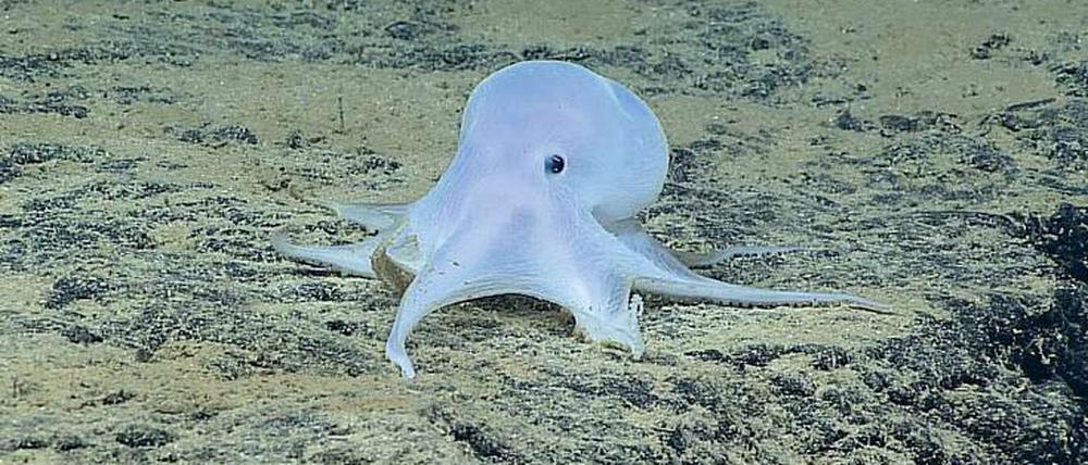 Maßstäbe der Tiefsee. Mit einem sechs Zentimeter langen Mantel zählt „Casper“ bereits zur Megafauna.