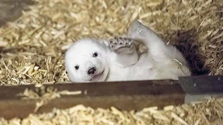 Ganz schön fotogen: Charmant winkt das Eisbärenbaby in die Kamera.