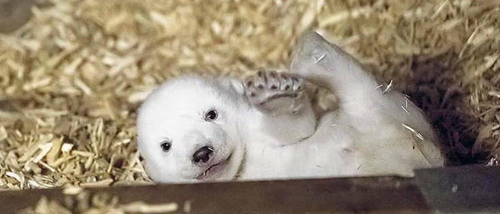 Ganz schön fotogen: Charmant winkt das Eisbärenbaby in die Kamera.