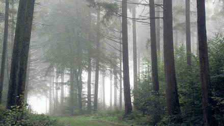 Schon immer auch Ort der Angst: der Wald
