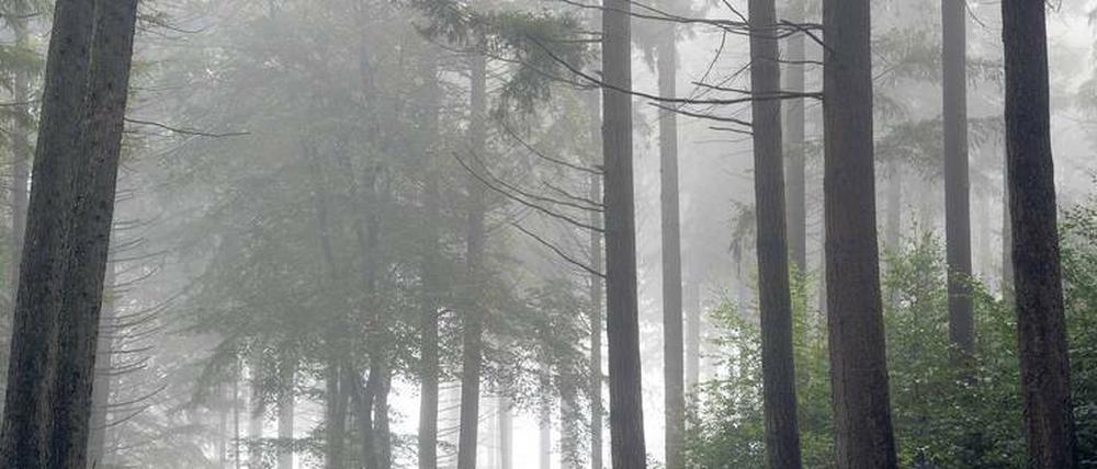 Schon immer auch Ort der Angst: der Wald