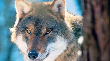 Der Leitwolf des Rudels vom BER ist ein Prachtexemplar.