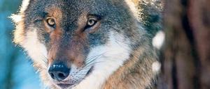 Der Leitwolf des Rudels vom BER ist ein Prachtexemplar.