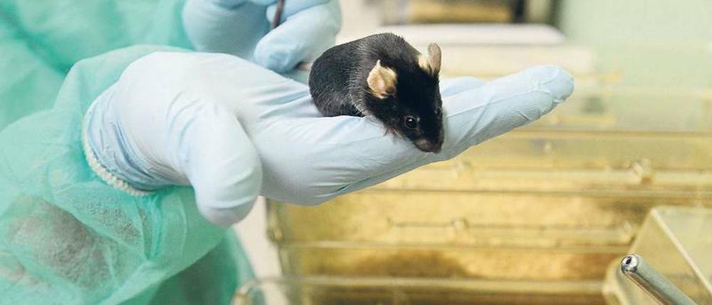 Die Zahl der Tierversuche insgesamt soll sinken - die Forschung mit genetisch veränderten Tieren, meist Mäusen, dagegen steigt.