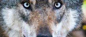 Sind nicht jedem geheuer: Wölfe.