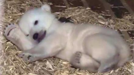 Das nun zwei Monate alte Eisbärenbaby schlummert Anfang Januar mit einer Pfote unter dem Kopf in seiner Wurfbox.