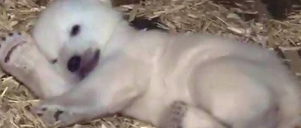 Das nun zwei Monate alte Eisbärenbaby schlummert Anfang Januar mit einer Pfote unter dem Kopf in seiner Wurfbox.