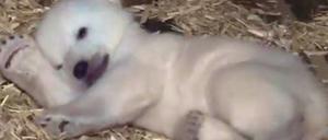 Das nun zwei Monate alte Eisbärenbaby schlummert Anfang Januar mit einer Pfote unter dem Kopf in seiner Wurfbox.