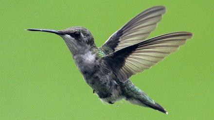 Spektakulär. Die Flugmanöver der Kolibris sind einzigartig.
