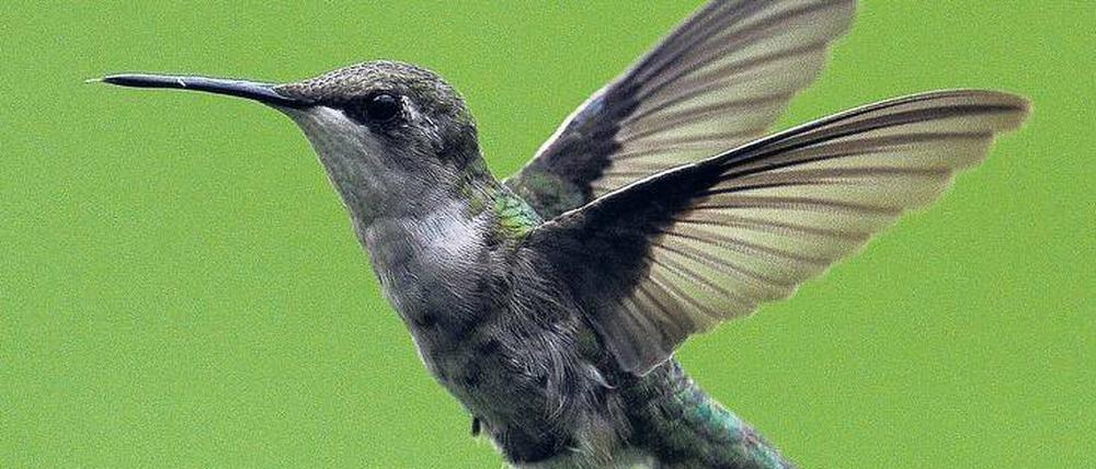 Spektakulär. Die Flugmanöver der Kolibris sind einzigartig.