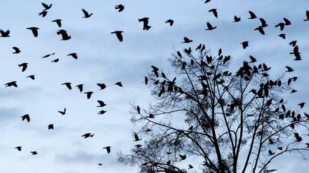 Bei der Mitmachaktion erhofft sich der Nabu auch Hinweise auf das Fehlen von Vogelarten.