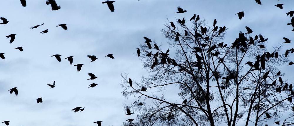 Bei der Mitmachaktion erhofft sich der Nabu auch Hinweise auf das Fehlen von Vogelarten.