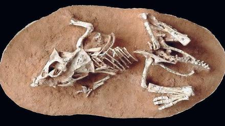 Nie geschlüpft. Etwa 200 Gramm wog das Ei, in dem das Junge der Art Protoceratops andrewsi heranwuchs. Das Fossil überdauerte die Jahrmillionen in der Wüste Gobi.