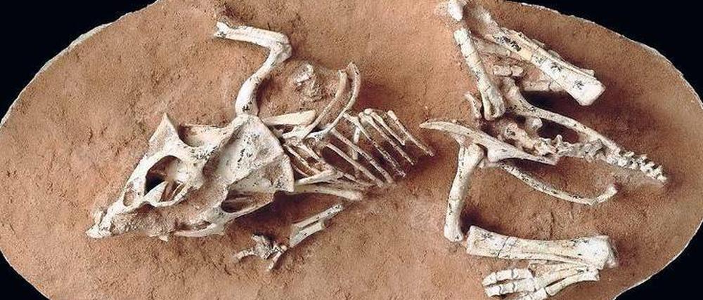 Nie geschlüpft. Etwa 200 Gramm wog das Ei, in dem das Junge der Art Protoceratops andrewsi heranwuchs. Das Fossil überdauerte die Jahrmillionen in der Wüste Gobi.