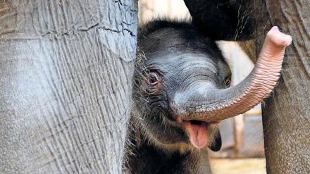 Babyflaum auf dicker Haut. Edgar ist einer der Stars im Tierpark Friedrichsfelde.