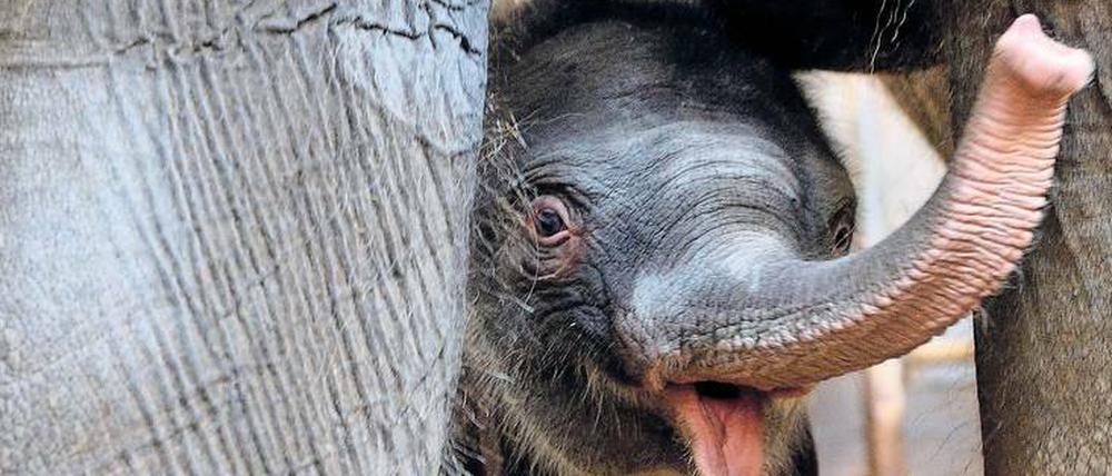 Babyflaum auf dicker Haut. Edgar ist einer der Stars im Tierpark Friedrichsfelde.