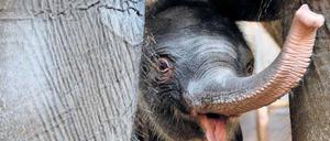 Babyflaum auf dicker Haut. Edgar ist einer der Stars im Tierpark Friedrichsfelde.