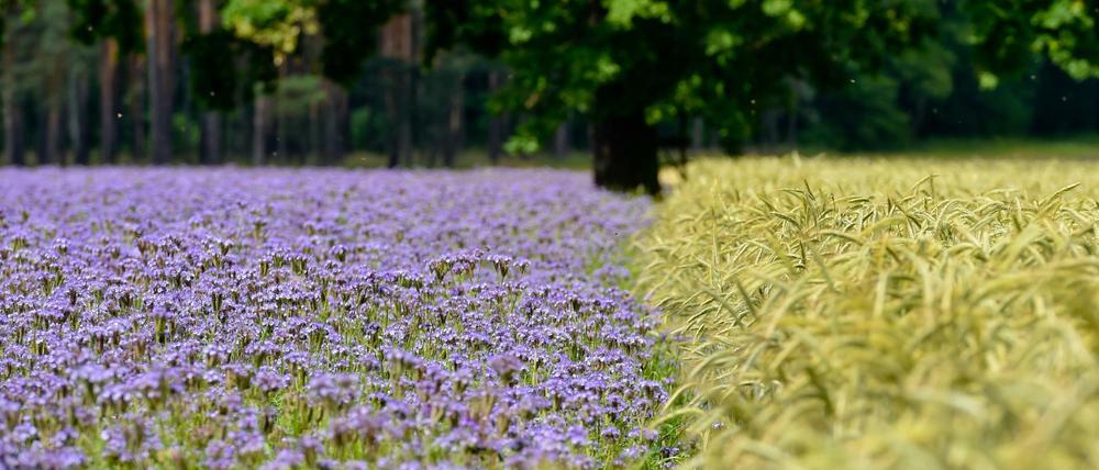 Neue Grenzen oder nicht? Ein Volksentscheid könnte bei der geplanten Kreisgebietsreform in Brandenburg helfen. 