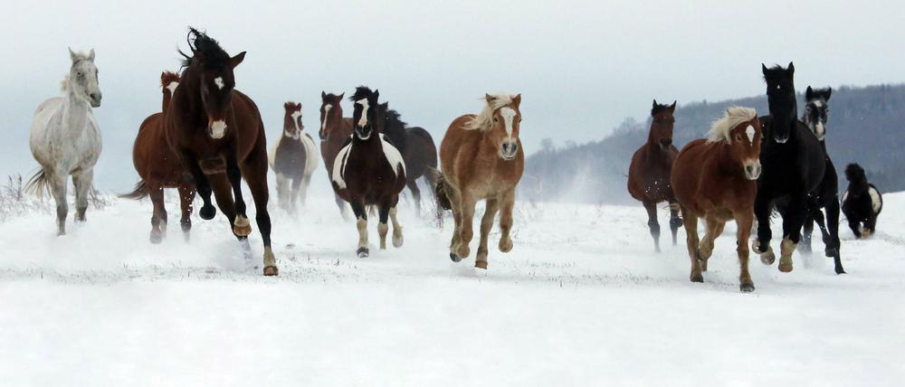 Pferde im Schnee - und in diesem Fall abseits des Straßenverkehrs.
