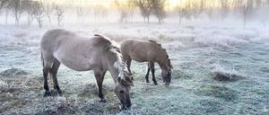 Beim Anblick der gemächlich grasenden Koniks fühlt man sich Jahrhunderte zurückversetzt. 
