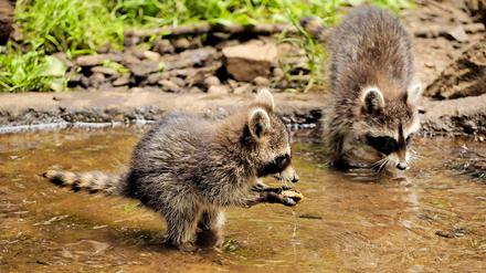 Wischi, wischi, waschi. Die Waschbären sollten eher Tastbären heißen, weil sie ihr Futter im Wasser ausgiebig untersuchen.
