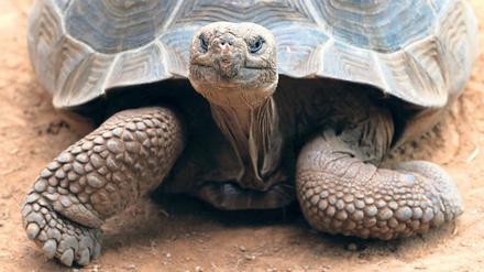 Giganten. Die Bahamas-Riesenschildkröte ist seit 850 Jahren ausgestorben. Doch die Galapagos-Riesenschildkröten sind mit ihr verwandt.